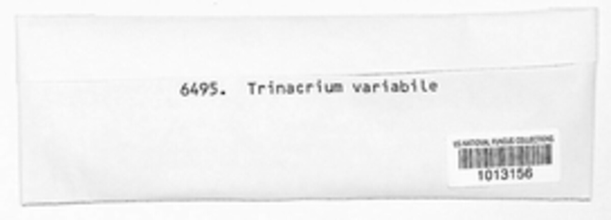 Trinacrium variabile image